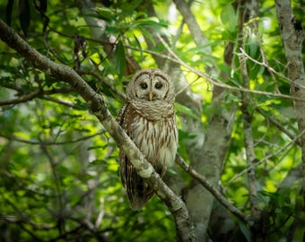 Barred Owl