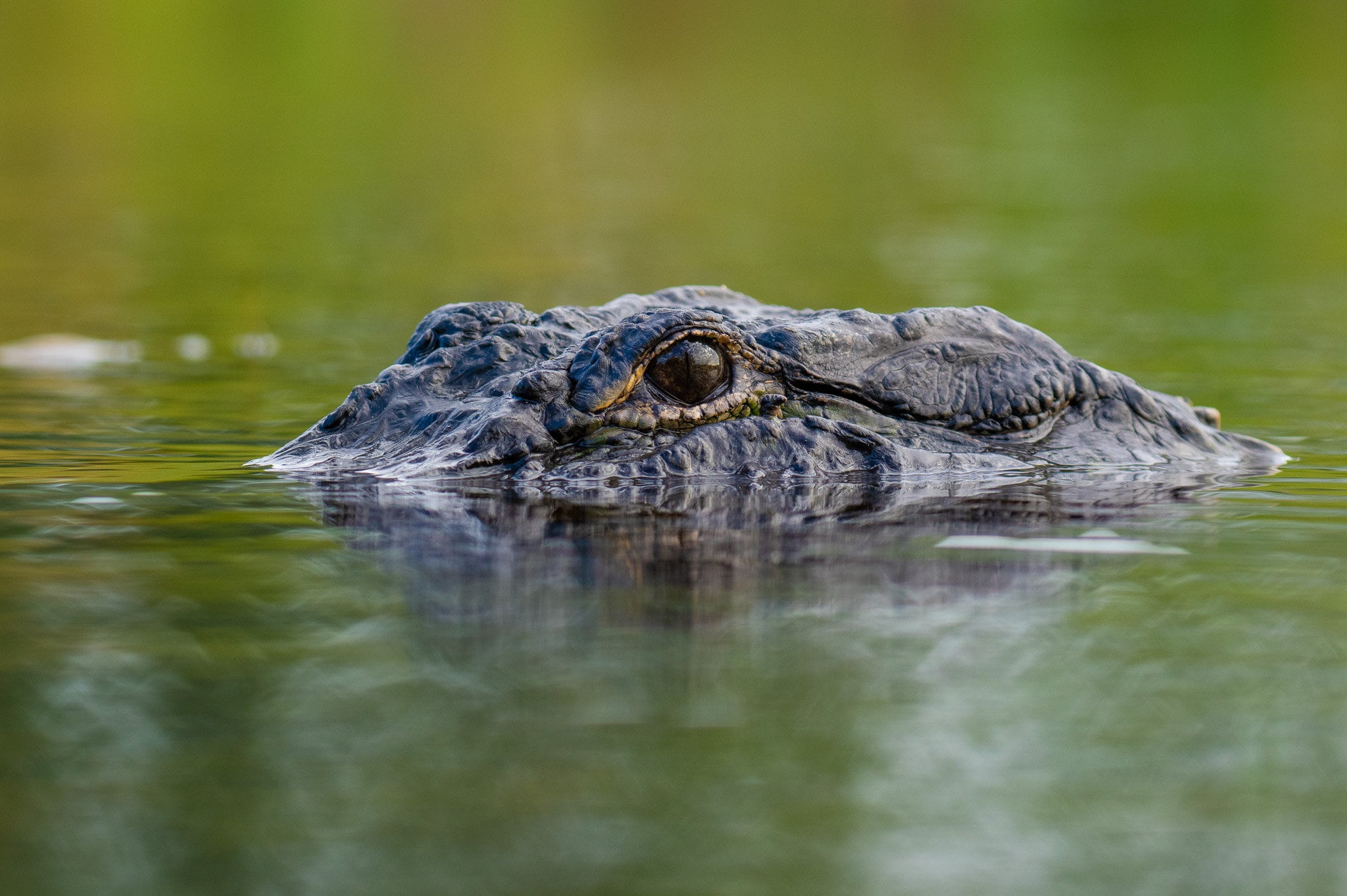 Alligator Bathroom -  Ireland