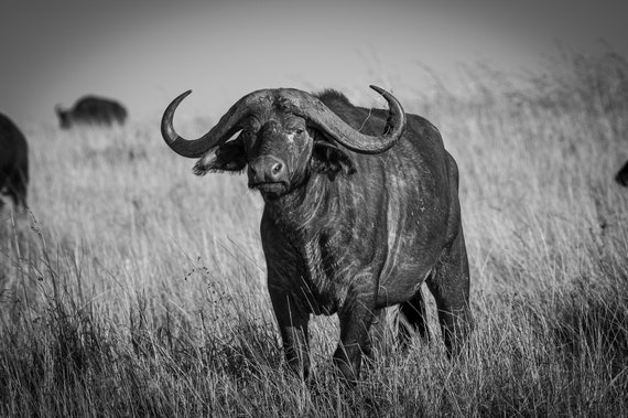 Cape Buffalo | Black and White - Etsy