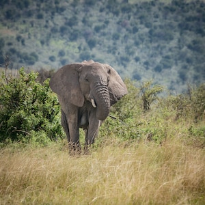 African Elephant