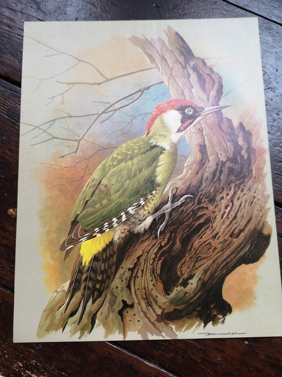 Vintage Specht Buch Platte Druck 1978 von Basil Ede Vögel der | Etsy