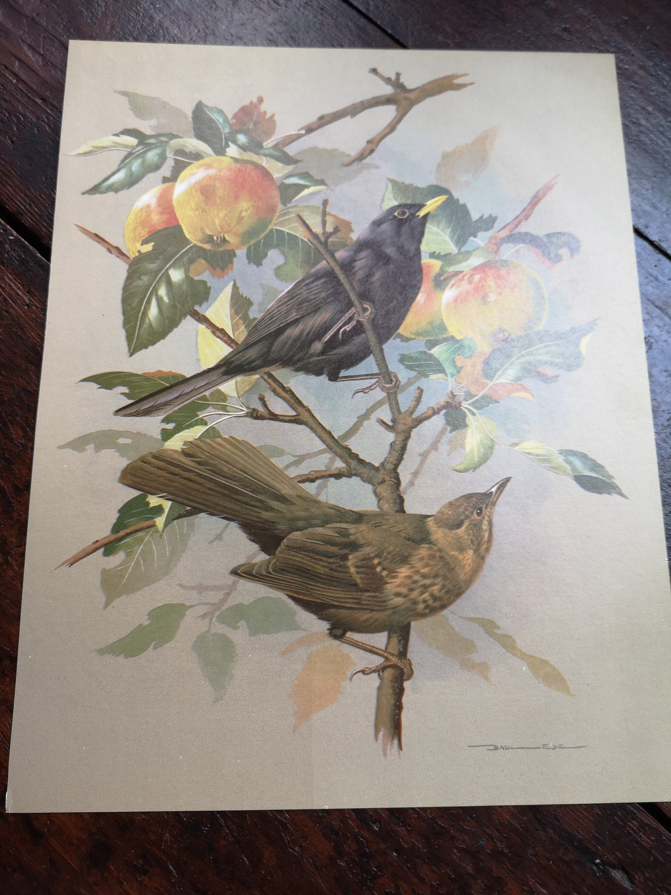 Vintage Blackbird & Thrush Book Plate Print 1978 by Basil Ede Etsy