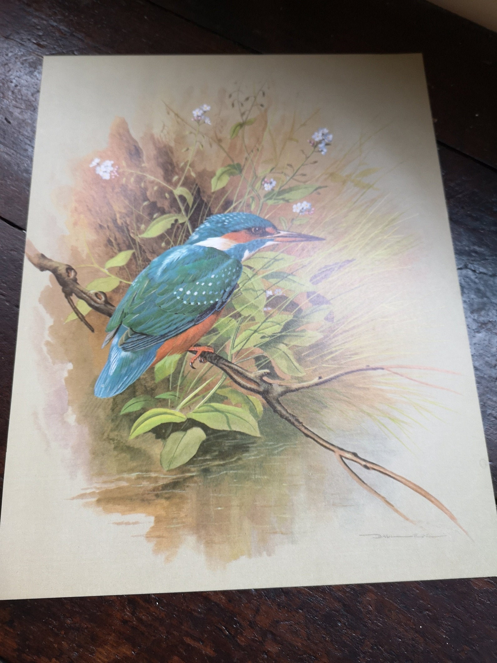 Vintage Kingfisher Book Plate Print 1978 by Basil Ede Birds Etsy