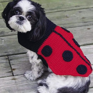 May include: A small, white and black dog wearing a red ladybug crochet costume. The costume has black spots and a black stripe down the back.