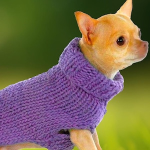 May include: A small, light brown chihuahua wearing a purple knitted sweater. The dog is standing on green grass.