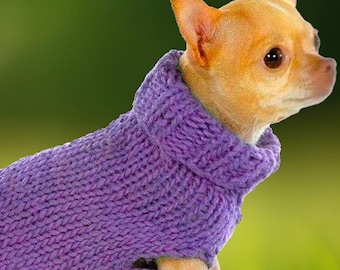 May include: A small, light brown chihuahua wearing a purple knitted sweater. The dog is standing on green grass.