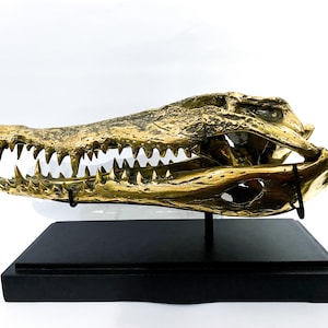 Crocodile Skull bronze 14.2 inch, Halloween Gift, Halloween Decor, Crocodile Figurine, Gift Idea, Home Decor, Desk Decor, Brass Aligator