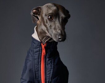 Italian Greyhound and Whippet Waterproof Bomber Jacket with Orange Zipper, Dog Coat, Dog Clothes - STAR