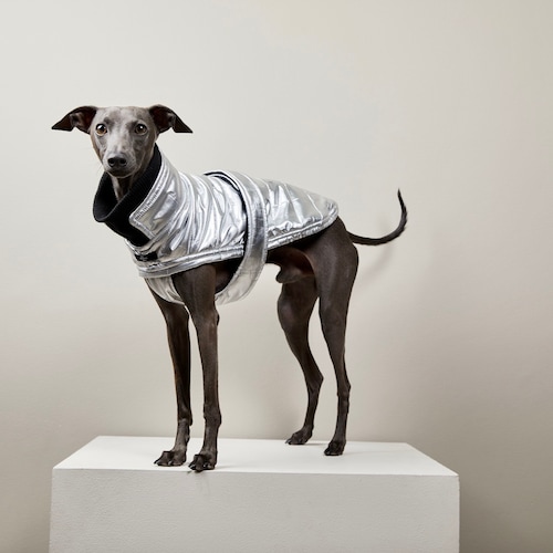 Italian Greyhound Appareltrack Jacket Etsy