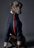 Italian Greyhound and Whippet Waterproof Bomber Jacket with Orange Zipper, Dog Coat, Dog Clothes - STAR product logo
