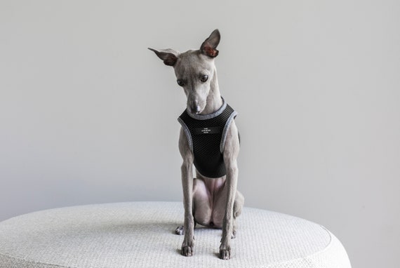 best harness for italian greyhound