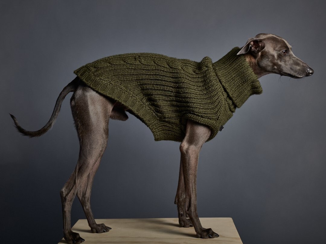 whippet in turtleneck
