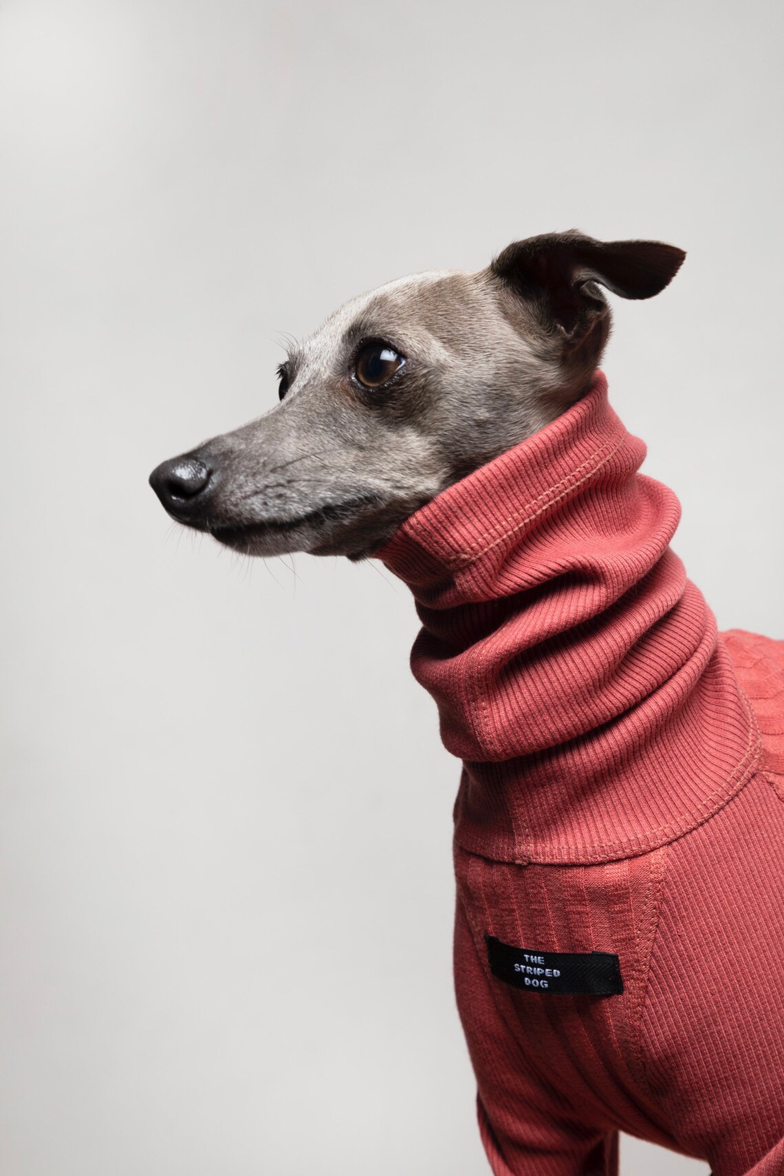 Italian Greyhound Whippet Salmon Ribbed Turtleneck Sweater Etsy