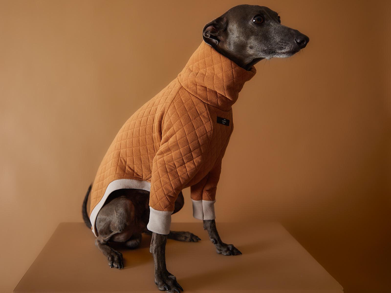 Etsy italian greyhound clothes hotsell