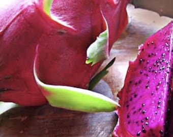 4 American Beauty Dragon Fruit Unrooted Cuttings, Self Pollinating (4 cuttings, 1 Foot)