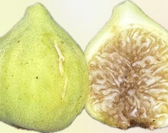 Delicious Rare Golan Heights fig Organic Rooted with Foliage Live Plant/ Tree 3-4 ft, Guaranteed growth, or free replacement.