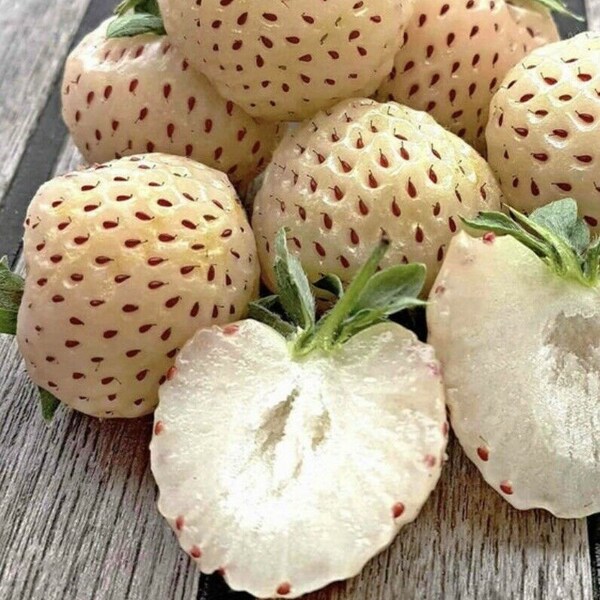 Guaranteed growth, or free replacement. Pineberry Plant Live Plant White Carolina in 4" pot -Pineapple/Strawberry Flavor