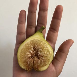White madeira fig - Etsy 日本