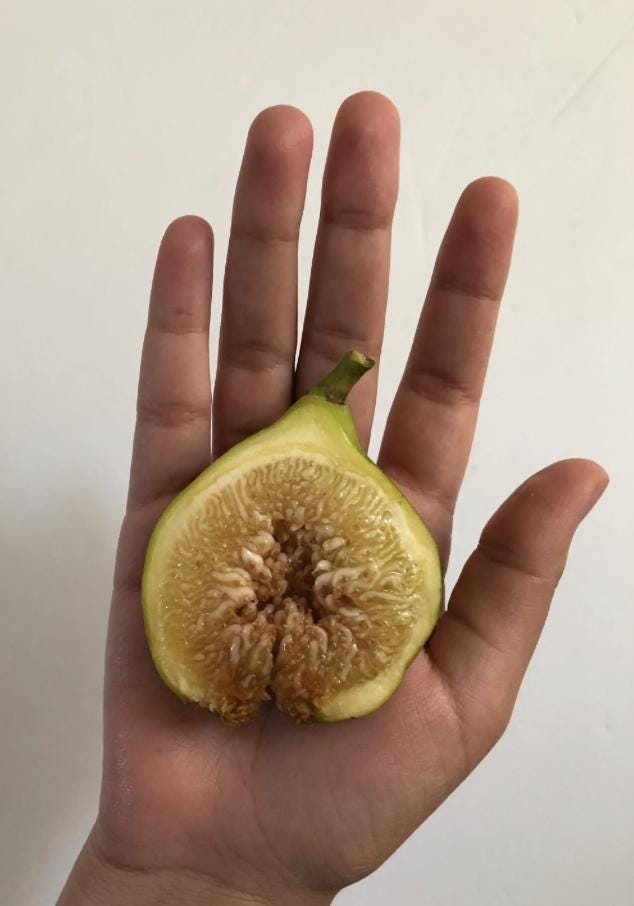White madeira fig - Etsy 日本