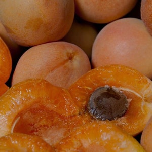 5 Organic Delicious Royal Apricot live tree Scions/cuttings for grafting Guaranteed Growth or free replacement.