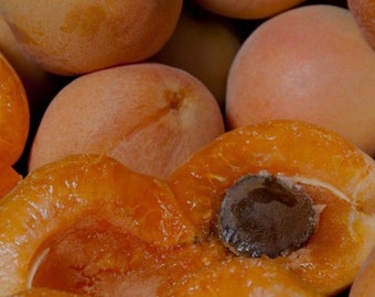 5 Royal Apricot Tree Scions/Cuttings - Organic, for Grafting