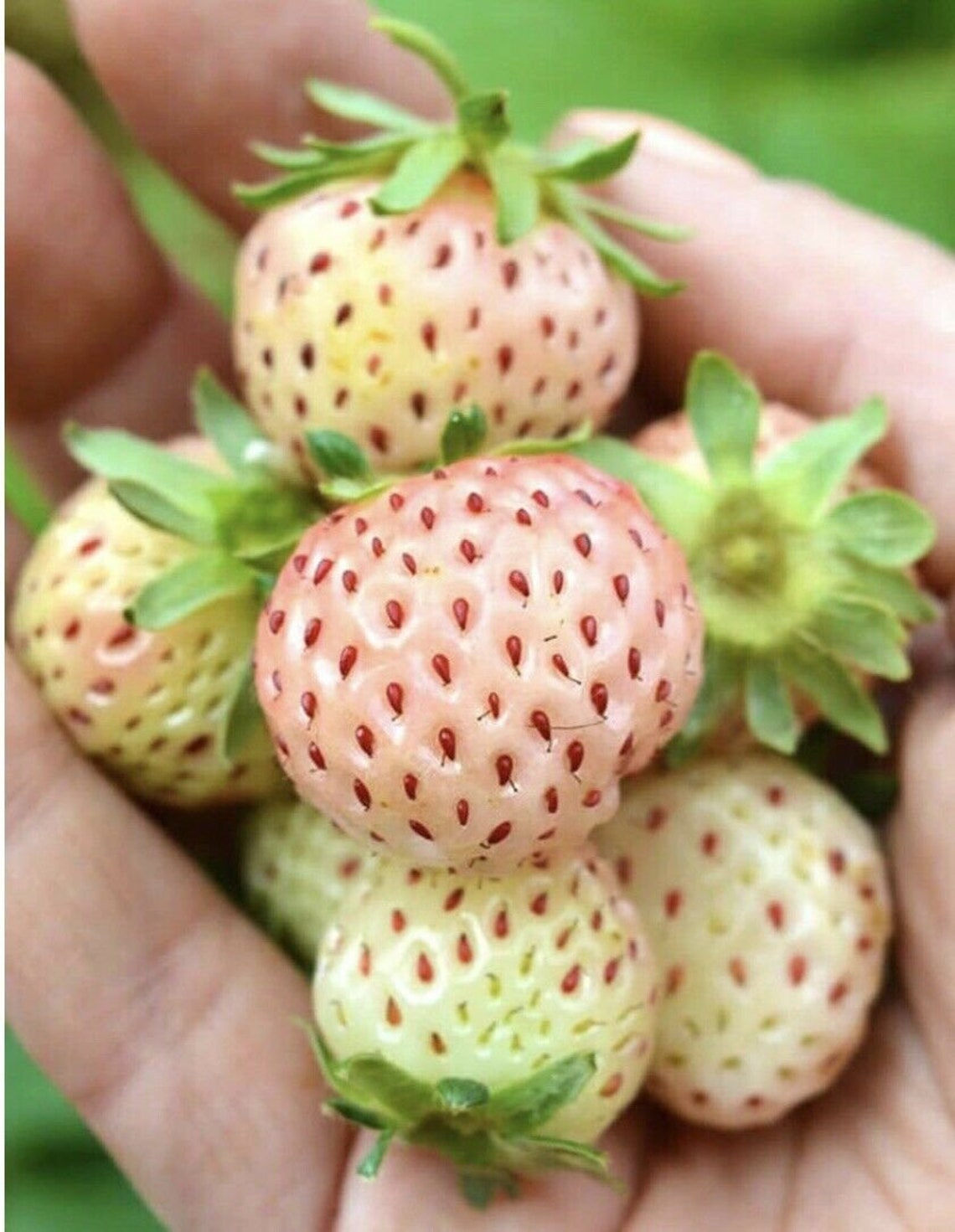 Organic White Strawberry Live Pineberry Plant Bare Root W Etsy