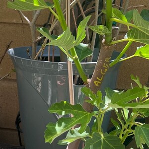 May include: A fig tree in a brown pot with large green leaves. The tree is labeled "ALGER" in yellow. Another gray pot is visible in the background. The image is taken outdoors in sunlight.