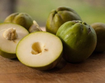 Organic White Sapote Heavenly Fruit live tree guaranteed growth or free replacement. Guaranteed growth, or free replacement.