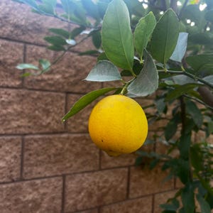 Rare Organic Seedless Persian Large Limes Live Tree / Plant 1-3 ft or more Rooted in Pot. Guaranteed growth, or free replacement.