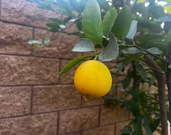 Rare Organic Seedless Persian Lime Tree, Live Plant 1-3 ft