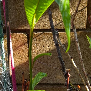 Giant Delicious Mamey Organic Live Plant/ Tree 2-3 ft. Guaranteed growth, or free replacement.