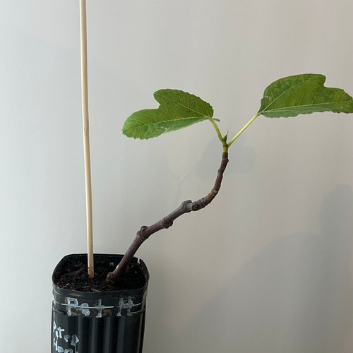 Delicious Peter's Honey Fig Organic Rooted with Foliage Live Plant/ Tree 10-15 in, Guaranteed growth, or free replacement.