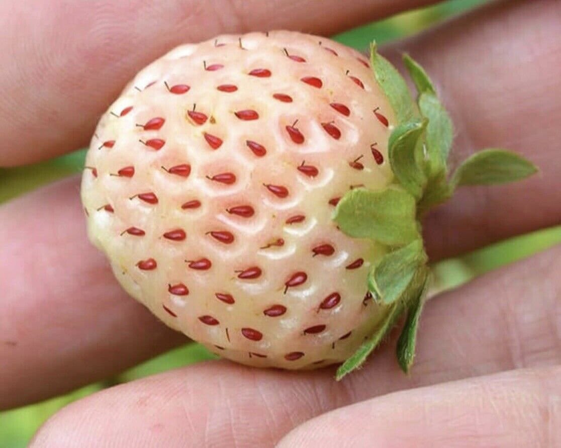 White Carolina Pineberry