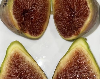 Organic Moscatel Preto Fig Tree Portugal Variety, Live Plant, 3-4 ft, Rooted in Pot. Guaranteed to grow and give fruits or free replacement.