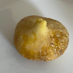 May include: A close-up of a ripe fig, showcasing a light brown exterior with a prominent stem. The fig has a textured surface and is partially covered in a glistening, golden-yellow liquid, suggesting ripeness and sweetness. The fruit is set against a white background.