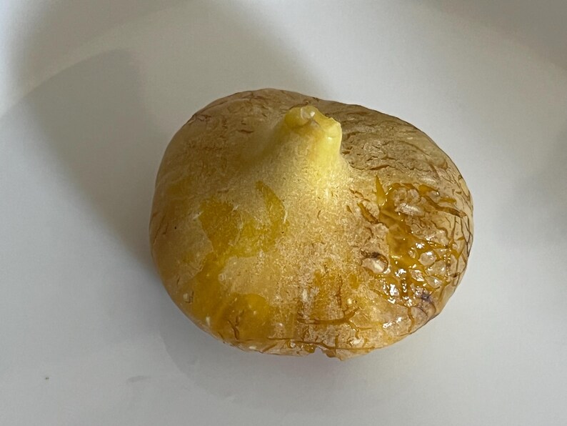 May include: A close-up of a ripe fig, showcasing a light brown exterior with a prominent stem. The fig has a textured surface and is partially covered in a glistening, golden-yellow liquid, suggesting ripeness and sweetness. The fruit is set against a white background.