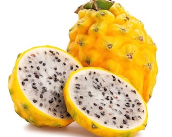 Rooted Giant Australian Yellow Dragon Fruit, Self Pollinating Plant