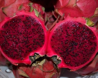 Organic Purple Dragon Fruit Live Plant, Rooted in Pot (2-4 ft) Guaranteed growth, or free replacement