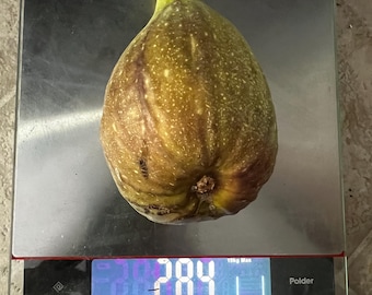 Giant Longue d'Aout fig Rare live plant/tree Sweet Delicious Fig Organic, Plant 2-4 Ft Rooted in Pot. Guaranteed to grow and give fruits.