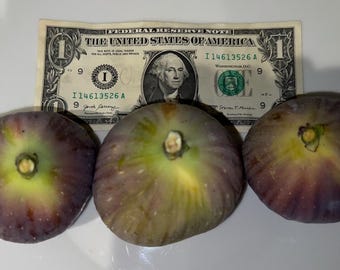I-258 Live Fig Organic Rooted with Foliage Live Plant/Tree. Guaranteed growth, or free replace.
