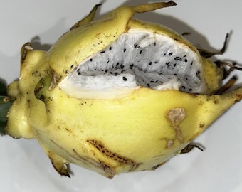5 Florida Yellow Dragon Fruit Cuttings, Self Pollinating