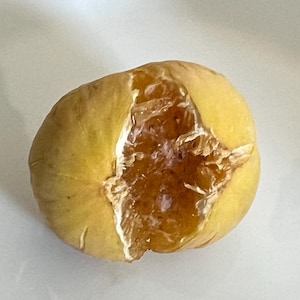 Délicieuse figue de Constantine d'Algérie biologique enracinée avec feuillage, plante/arbre vivant de 3 à 4 pieds, croissance garantie ou remplacement gratuit.