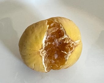 Delicious Constantine d’Algerie Fig Organic Rooted with Foliage Live Plant/ Tree 3-4 ft, Guaranteed growth, or free replacement.