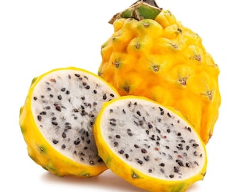 Organic Yellow Dragon Fruit Live Plant, Rooted