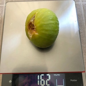 Delicious 3 varieties in 1 Gold Riverside/ I-258/ VDB Fig Organic Rooted with Foliage Live Plant/Tree. Guaranteed growth, or free replace.