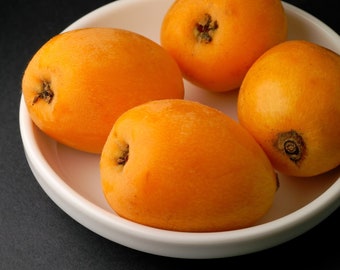 Low acidity Large Sweet Flesh with Single Seed Thin skin Loquat Live Plant Tree, Guaranteed growth, or free replacement.