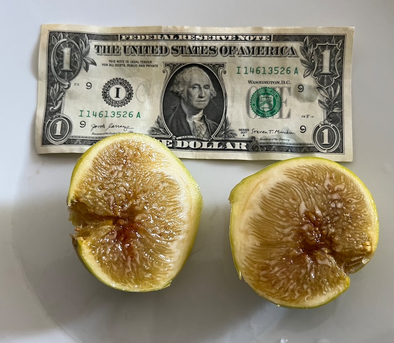 May include: Two halves of a ripe fig with a light green exterior and a brown interior, next to a one-dollar bill. The bill features a portrait of George Washington and the text "The United States of America."