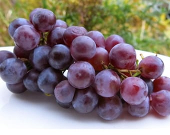Delicious Seedless Concord Purple Grapes Vine Live Plant Organic. Free replacement in case it fails to grow.