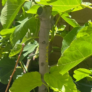 May include: A close-up of a young fig tree with green leaves. The trunk of the tree is brown and has the word 'ALGER' written on it in yellow paint. The tree is planted in a black pot with brown soil. There are two brown sticks supporting the tree.