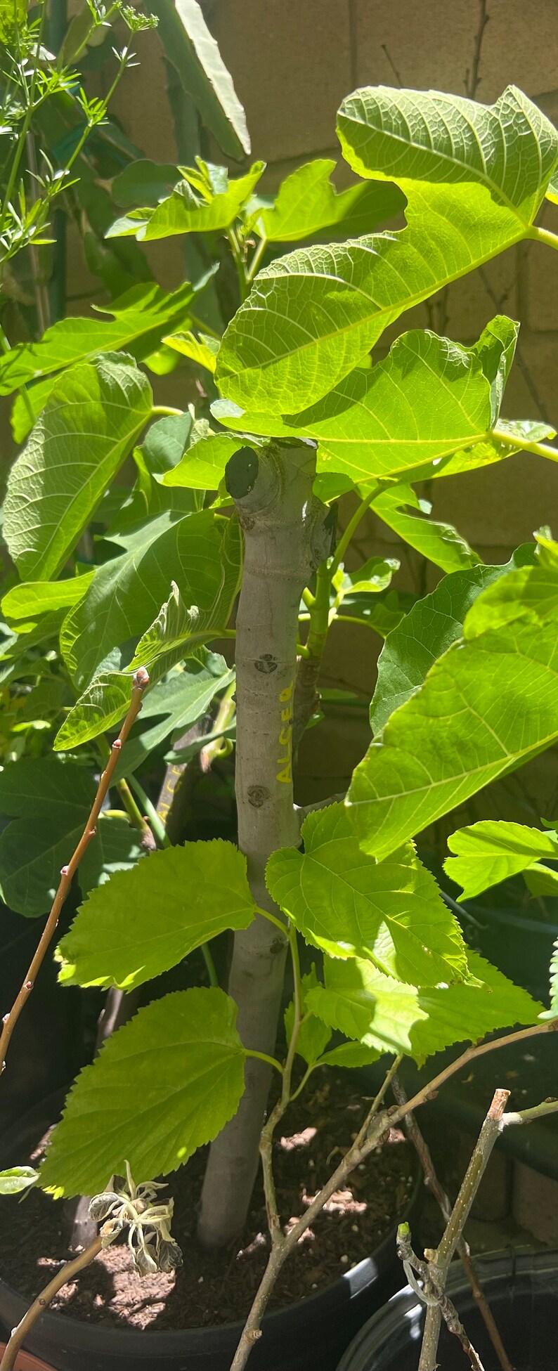 May include: A close-up of a young fig tree with green leaves. The trunk of the tree is brown and has the word 'ALGER' written on it in yellow paint. The tree is planted in a black pot with brown soil. There are two brown sticks supporting the tree.